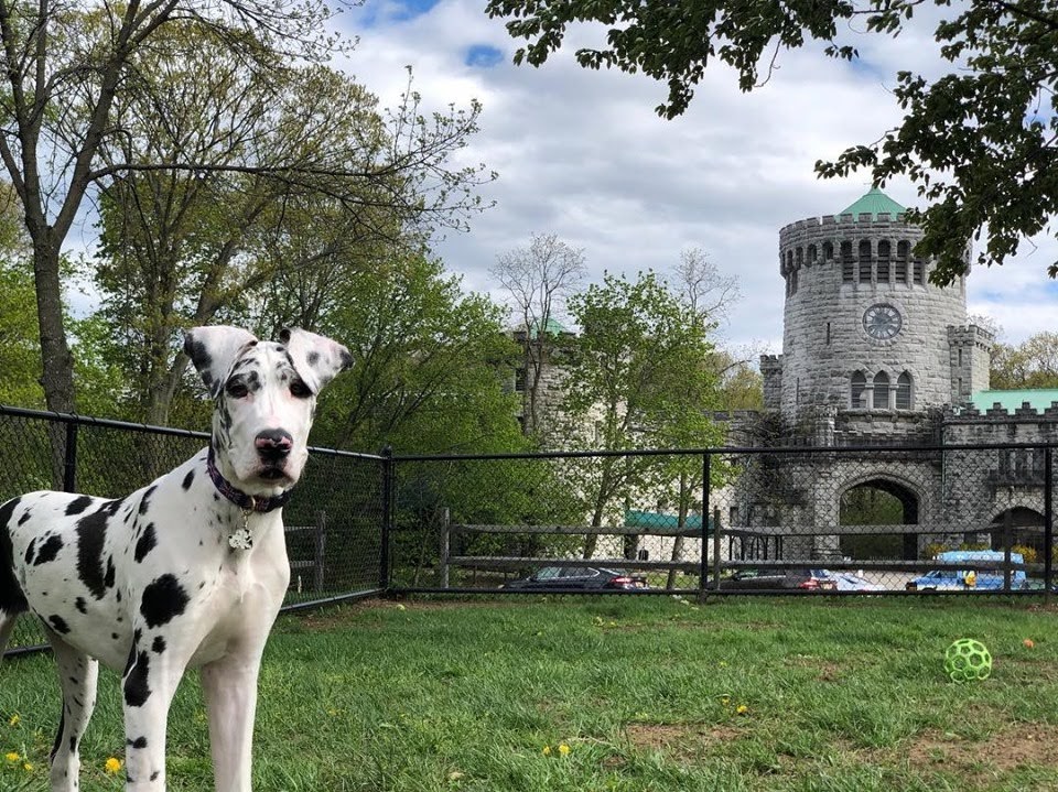 A Harlequin Dane in the Dog Run with Castle Gould in the distance