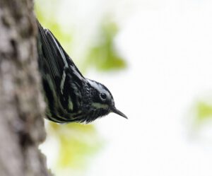 Back and White Warbler