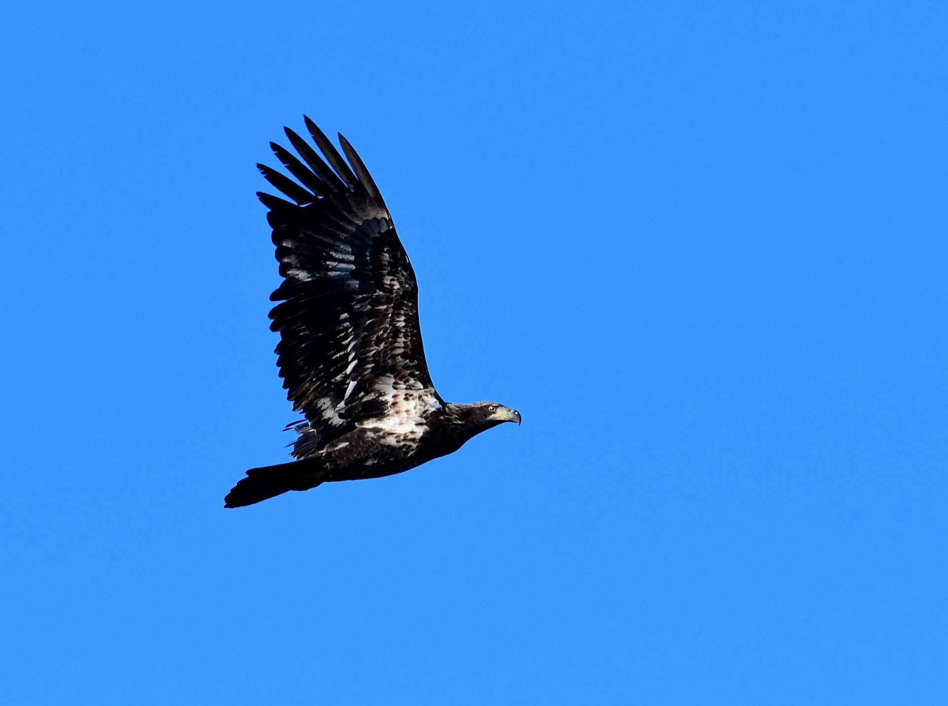 Juvenile Bald Eagle