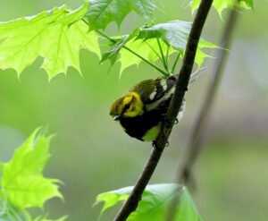 Black-throated Green Warbler