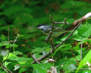 Blackpoll Warbler
