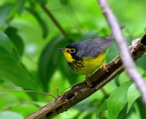 Canada Warbler