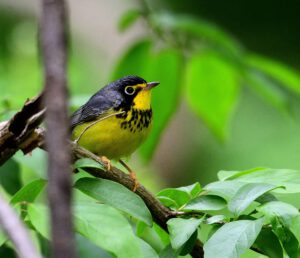 Canada Warbler