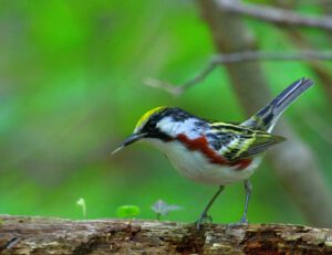 Chestnut-sided Warbler