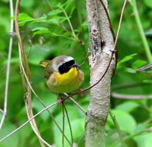 Common Yellowthroat
