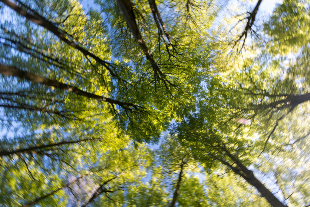 Photograph of a forest in spring