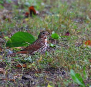 Fox Sparrow