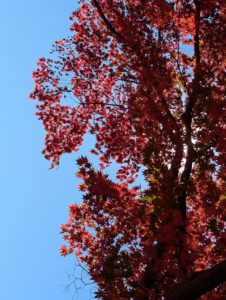 Japanese maple in Fall flame