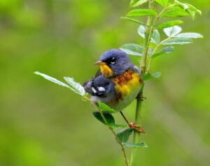 Northern Parula