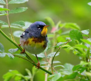 Northern Parula