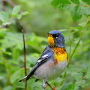 Northern Parula