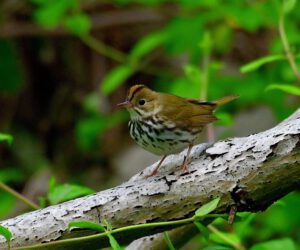 Ovenbird