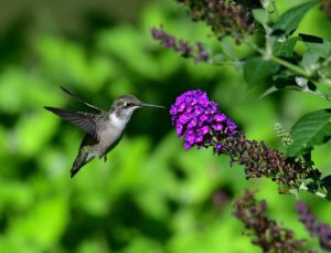 Ruby-throated Hummingbird