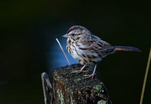 Song Sparrow