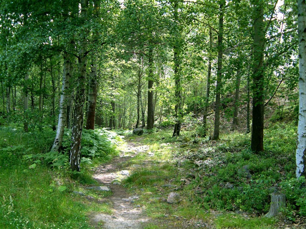 Summer Woods