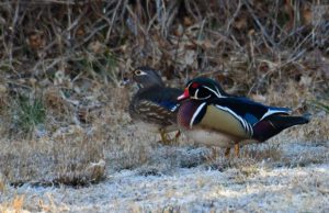 Wood Ducks
